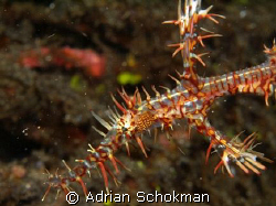 Up Close & Personal with a Ghost Pipe Fish @ Lembeh Manado. by Adrian Schokman 
